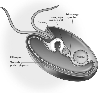 The figure below displays secondary symbiont alga Guillardia theta. Describe the process by which this relationship began.   