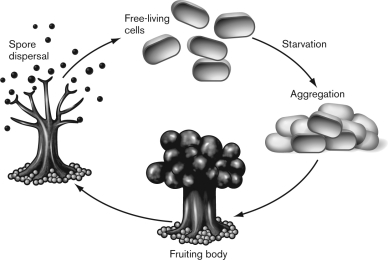 The following figure represents the life cycle of which bacteria?   A) clostridiales B) verrucomicrobia C) Streptomyces D) myxobacteria E) cyanobacteria