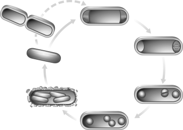 Outline the process illustrated in the following figure.   