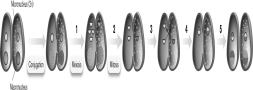 The figure below depicts two paramecia during conjugation. Use the numbered arrows to briefly describe the steps in this phenomenon. The figure can be used to describe what happens in one of the cells.   