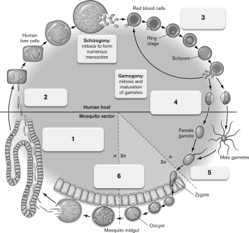 Use the figure below as a guide to describe the cycle of Plasmodium falciparum transmission between mosquito and human in malaria.   