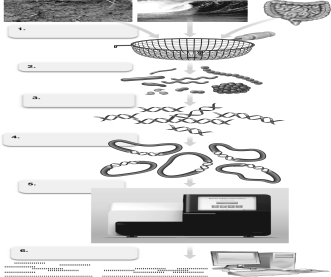 The instrument shown in step 5 of the figure below is used for what metagenomics step?   A)  DNA isolation B)  DNA sequencing C)  sample filtering D)  cell lysis E)  sequence assembly