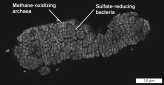 The following image illustrates a syntrophic relationship between an archaeon and a bacterium. The technique used to generate this image was   A)  light microscopy. B)  transmission electron microscopy. C)  metagenomics. D)  fluorescence in situ hybridization. E)  atomic force microscopy.