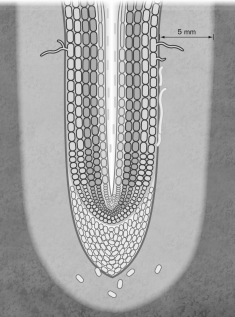 <strong>Which term represents the region of soil influenced by plant roots? </strong> A) stele B) cortex C) root cap D) rhizoplane E) rhizosphere