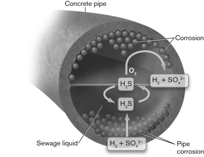 Corrosion of cement in the sewer pipe shown below is caused by   A)  H<sub>2</sub>S. B)  H<sub>2</sub>S + O<sub>2</sub>. C)  H<sub>2</sub> + SO<sub>4</sub><sup>2-</sup>. D)  Ca(OH) <sub>2</sub> + H<sub>2</sub>SO<sub>4</sub>. E)  sewage liquid.