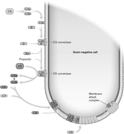The figure below shows the ________ pathway.   A) oxidative burst B) interferon C) defensins D) alternative complement E) complement inflammation