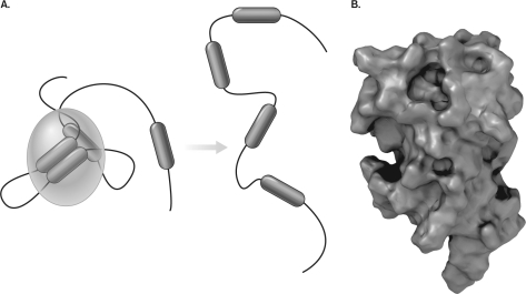 <strong>Figure B below displays a </strong> A) denatured antigen. B) antigen-presenting cell. C) mast cell. D) native antigen. E) conformational epitope.