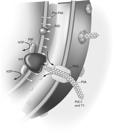 Describe what kind of assembly is occurring in the figure below, and identify the molecules that are present.   