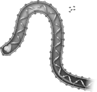 What virus is shown in the figure below?   A) HIV B) MRSA C) Ebola D) influenza E) rhinovirus