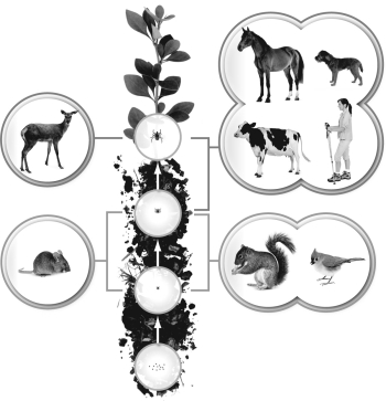 Using the figure below, which organism is an incidental host for Lyme disease?   A)  deer B)  horse C)  mouse D)  squirrel E)  dog