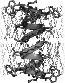 Why does the structure of gramicidin, shown below, only allow topical use as an antibiotic?   A)  synthesis of nucleic acid B)  synthesis of cell wall C)  beta lactam rings D)  DNA synthesis E)  It creates channels in cell membranes.