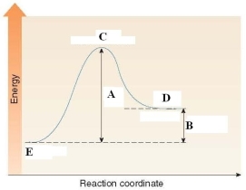 Which of the following is a true statement about the energy diagram shown below?   A) A labels the E<sub>a</sub> of the reaction and B labels  \Delta H of the reaction. B) A labels the  \Delta H of the reaction and B labels E<sub>a</sub> of the reaction. C) C labels the activation energy. D) D labels the reactants and E labels the products. 