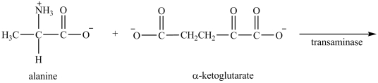 What are the products formed in the transamination reaction shown?   A)    B)    C)    D)   