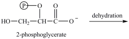 <strong>Step [9] in glycolysis, shown below, involves the dehydration of 2-phosphoglycerate. What is the structure of the dehydration product?  </strong> A)   B)   C)   D)   <div style=padding-top: 35px> 