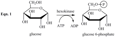 <strong>Glucosamine, shown below, is a competitive inhibitor of the enzyme hexokinase, which catalyzes the phosphorylation of glucose in the first step of glycolysis (Eqn. 1 below). Which statement best describes the inhibition by glucosamine?    </strong> A)Glucosamine reacts with glucose, preventing glucose from binding to the active site of hexokinase. B)Glucosamine binds to the active site of hexokinase, preventing glucose from binding. C)Glucosamine stabilizes the active site of hexokinase, preventing glucose 6-phosphate from being released. D)Glucosamine binds to the surface of hexokinase, causing a change in shape of the enzyme and the active site, preventing glucose from binding. <div style=padding-top: 35px> 