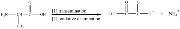 The products that result when alanine is subjected to transamination followed by oxidative deamination are properly indicated below.  