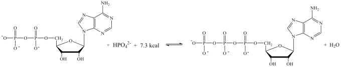 Which statement best describes how the interconversion of ATP and ADP is responsible for storing and providing energy for cellular reactions?   A) The energy stored in ADP is released when ATP is synthesized. B) The energy required to phosphorylate ADP is stored in ATP, and released when ATP undergoes hydrolysis. C) The energy released in the phosphorylation of ADP can be coupled with unfavorable reactions within the cell. D) The energy required to hydrolyze ATP comes from the energy producing reactions in the cell; the energy lost is then stored in ATP.