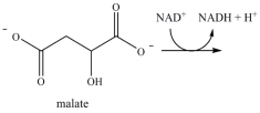 Oxaloacetate is the starting material in the first step of the citric acid cycle and the product of the last step. The last step of the citric acid cycle, the oxidation of malate to oxaloacetate, is shown. What is the structure of oxaloacetate?   A)    B)    C)    D)   