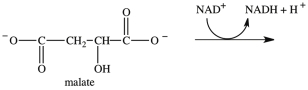 Oxaloacetate is the starting material in the first step of the citric acid cycle and the product of the last step. The last step of the citric acid cycle, the oxidation of malate to oxaloacetate, is shown. What is the structure of oxaloacetate?   A)    B)    C)    D)   