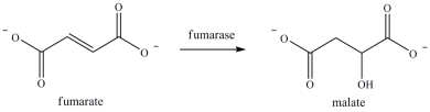 Step 7 of the citric acid cycle is shown. Which statement best describes what occurs in this step?   A) Fumarate undergoes hydrolysis with the aid of the enzyme fumarase. B) Fumarate undergoes reduction with the aid of the cofactor fumarase. C) Fumarate undergoes hydrogenation with hydrogens and electrons provided by the enzyme fumarase. D) Fumarate undergoes hydration with the aid of the enzyme fumarase.