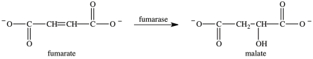 Step 7 of the citric acid cycle is shown. Which statement best describes what occurs in this step?   A) Fumarate undergoes hydrolysis with the aid of the enzyme fumarase. B) Fumarate undergoes reduction with the aid of the cofactor fumarase. C) Fumarate undergoes hydrogenation with hydrogens and electrons provided by the enzyme fumarase. D) Fumarate undergoes hydration with the aid of the enzyme fumarase.
