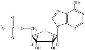 What is the abbreviation of the structure shown below?   A) GMP B) AMP C) CMP D) TMP