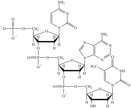 Which base is at the 3' end of the structure shown?   A) Adenine B) Cytosine C) Guanine D) Thymine E) Uracil