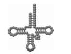 The  cartoon  shown below is an example of an rRNA cloverleaf.  