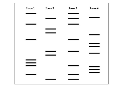There was a mix-up in the hospital nursery and there is a question as to which baby belongs to a set of new parents. The given gel contains the DNA fingerprint of the new mother (Lane 1), the new father (Lane 2), and two infants (Lanes 3 and 4). The DNA fingerprinting indicated that the infant tested in Lane 4 is the child of these parents.  