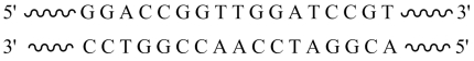The restriction enzyme BamHI recognizes the DNA sequence GGATCC and cuts the DNA between the two G's. Given the segment of double-stranded DNA shown below   ,  the sticky ends that result from cleavage with this enzyme are   .
