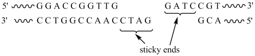 The restriction enzyme BamHI recognizes the DNA sequence GGATCC and cuts the DNA between the two G's. Given the segment of double-stranded DNA shown below   ,  the sticky ends that result from cleavage with this enzyme are   .