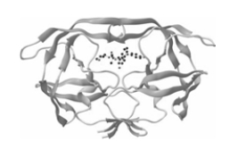  The enzyme in the ribbon diagram shown is composed primarily of  \beta -pleated sheets.   