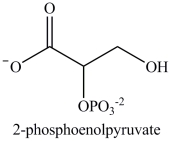 <strong>Alcohol dehydration reactions are important biological reactions. For example, 2-phosphogylcerate undergoes dehydration in the glycolysis pathway to produce phosphoenolpyruvate. Which structure represents the product that results when 2-phosphoglycerate is dehydrated? </strong> A) B) C) D)