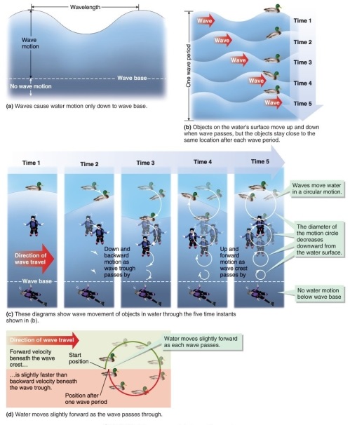 Figure 19.4   -Refer to Figure 19.4. Which of the following conclusions cannot be made from the given information? A)  A duck on water will move slightly forward with each wave that passes. B)  A duck will move up and down as waves move beneath it. C)  The distance that a wave moves an object back and forth as it passes increases as the object gets closer to the bottom of the wave. D)  Wave motion does not move water below the wave base.