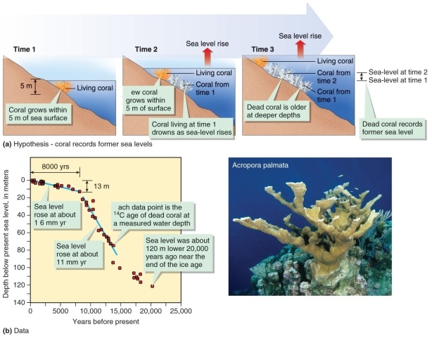 Figure 19.42   -According to Figure 19.42, a drowned coral reef in the Caribbean that is under 70 meters of seawater is A)  about 7 million years old. B)  about 10 million years old. C)  about 12 million years old. D)  about 20 million years old.