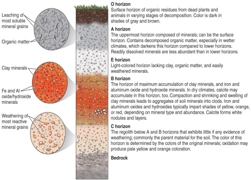 Figure 14.3   -According to Figure 14.3 from your textbook, what might be present to cause a gray-brown color in a horizon? A)  organic materials B)  bedrock C)  aluminum and iron oxides D)  clay minerals
