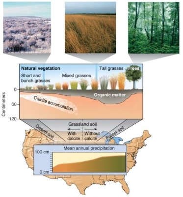 Figure 14.11   -Looking at Figure 14.11 from your textbook, the reason that the calcite accumulation is deeper on the central part of the test line from Wyoming to Wisconsin than it is on the western part is on account of A)  grass type. B)  organic matter content. C)  elevation. D)  rainfall.