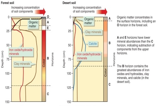 <strong>Figure 14.5   According to Figure 14.5, a major difference between the B horizons of forest soil and desert soil is</strong> A) desert soil is enriched in calcite when compared to the parent material. B) forest soil is enriched in calcite when compared to the parent material. C) desert soil is depleted in clay minerals when compared to the parent material. D) forest soil is depleted in clay minerals when compared to the parent material. <div style=padding-top: 35px> 