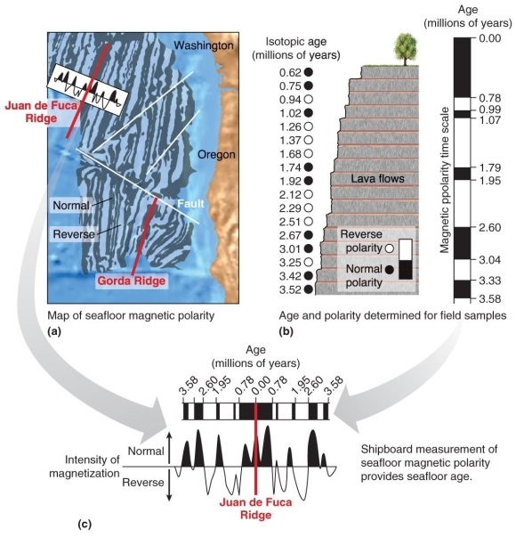 Figure 12.11   -Refer to Figure 12.11 in your textbook. Which option correctly matches isotopic age and polarity of the seafloor. A)  2.29 million years: reverse polarity; 1.37 million years: reverse polarity B)  3.42 million years: reverse polarity; 1.74 million years: reverse polarity C)  1.26 million years: normal polarity; 1.92 million years: reverse polarity D)  2.12 million years: normal polarity; 3.01 million years: normal polarity