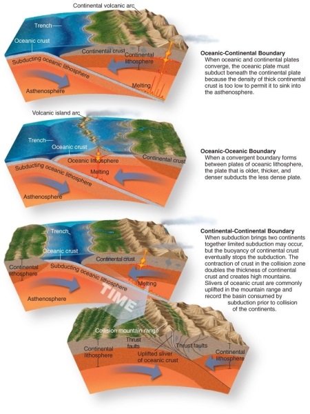 Figure 12.25   -Using Figure 12.25 in your textbook, which of the following is not a normal consequence of an oceanic-oceanic convergent plate boundary? A)  The denser crust subducts the less dense plate. B)  Thrust faults lift up above the subduction zone. C)  A volcanic island arc forms above where the subducting plate melts. D)  A trench forms at the location where subduction begins.