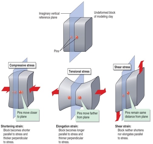 <strong>Figure 11.13 According to Figure 11.13, which option correctly describes the movement of two pins on either side of a plane in a block of clay submitted to tensional stress?</strong> A) They remain in the same position. B) They move farther from the plane. C) They move closer to the plane. D) They slide along at the same distance from the plane in opposite directions.