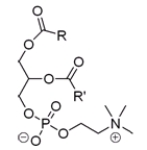 <strong>All except one of the statements below are true about the molecule given. Which statement is not correct?  </strong> A) This molecule is a phospholipid and is generally found in fruits, vegetables, fish, liver, and dairy products. B) This molecule is a phospholipid that composes the main fabric of the insoluble barrier that protects the cell. C) This molecule contains two fatty acids and has at least one stereogenic center. D) This molecule is a phospholipid and belongs to the general category of lecithins. <div style=padding-top: 35px> 