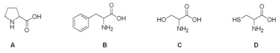 Which is the correct structure for serine?   A)  A B)  B C)  C D)  D