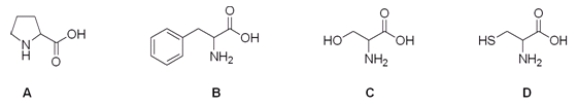 Which is the correct structure for the amino acid proline?   A)  A B)  B C)  C D)  D