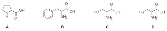 Which is the correct structure for the amino acid cysteine?   A)  A B)  B C)  C D)  D