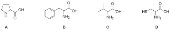 Which is the correct structure for the amino acid valine?   A)  A B)  B C)  C D)  D