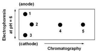 Below is a 2D chromatogram that shows the separation of five amino acids. In this technique, the amino acid mixture is first separated by chromatography using a polar solvent system. Then the plate is rotated 90°, and the amino acids are further separated by electrophoresis. Identify the spots obtained from a mixture of Trp, Glu, Lys, Ile and Thr. A table with isoelectric points is included to aid in solving this problem.   amino acid pI value Trp 5) 9 Glu 3) 2 Lys 9) 7 Ile 6) 0 Thr 5) 6 A)  1=Lys, 2=Thr, 3=Glu, 4=Trp, 5=Ile B)  1=Glu, 2=Thr, 3=Lys, 4=Trp, 5=Ile C)  1=Lys, 2=Ile, 3=Glu, 4=Trp, 5=Thr D)  1=Glu, 2=Ile, 3=Lys, 4=Trp, 5=Thr