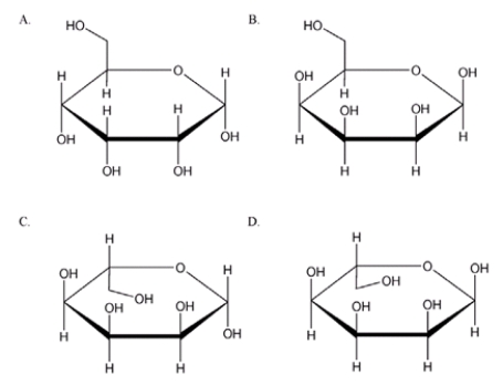  Which is the correct Haworth projection for the  \alpha  anomer of allose?   A)  A B)  B C)  C D)  D 