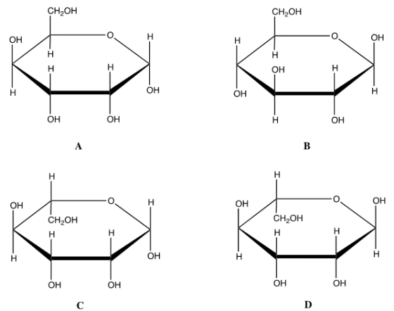 Which is the correct Haworth projection for the <font face= symbol ></font> anomer of D-glucose?   A)  A B)  B C)  C D)  D