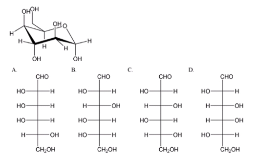 Which is the correct Fischer projection for the open-chain form of the carbohydrate shown below?   A)  A B)  B C)  C D)  D